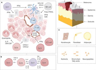 Frontiers | Innate Lymphoid Cells In Skin Homeostasis And Malignancy